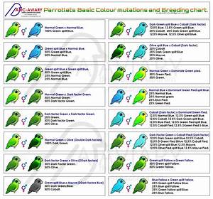 Parrotlets Basic Colour Mutation And Chart