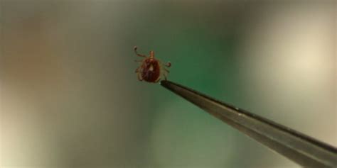 Heartland Virus In Illinois How To Keep Yourself Safe From Tick Borne
