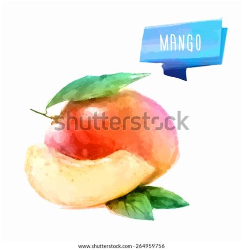 Vector Hand Drawn Watercolor Painting Fruit Stock Vector Royalty Free