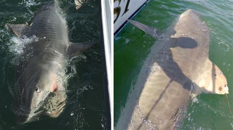 massive tiger shark caught for 2nd time near hilton head island wsoc tv