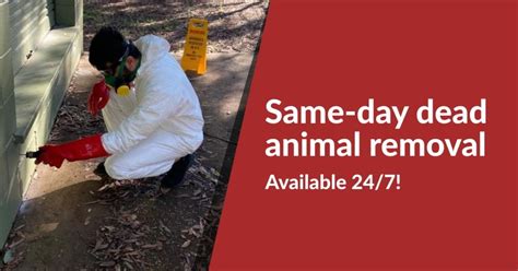 Dead Animal Removal Gold Coast 0480 022 718 Emergency Residential