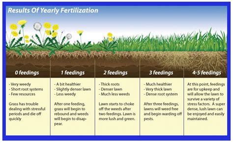 What Is The Importance Of Fertilizing My Lawn Sprinkler School