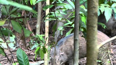 Thousands of peaceful interactions on the wild shores of singapore blog. Wild boar in Singapore - YouTube