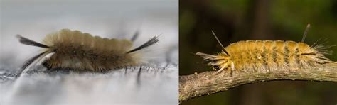 6 Weird But Common Caterpillars In Newfoundland And Labrador 2023