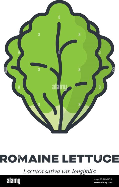 Romaine Lettuce Vegetable Icon Outline With Color Fill Style Vector