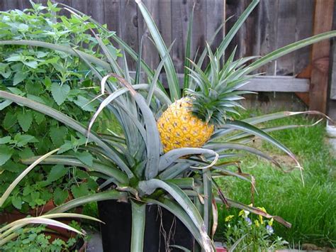 How To Easily Grow Your Own Pineapples At Home
