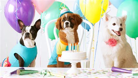 Dog Party Ideas Petplate
