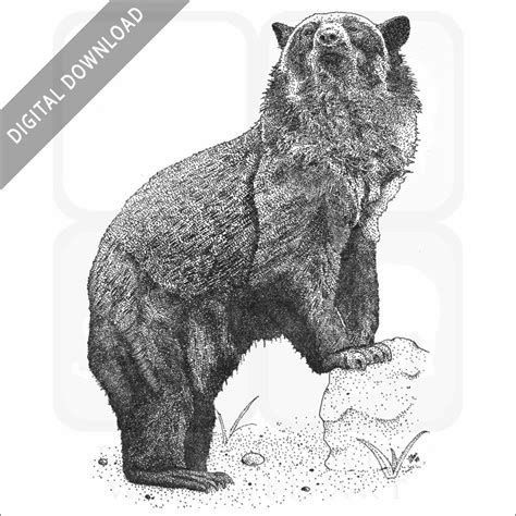 Stock Art Drawing Of A Spectacled Bear