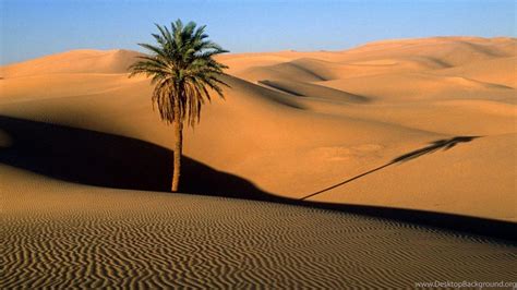 Desert Palm Trees Dunes Sahara Wallpapers Desktop Background