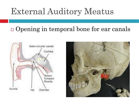 External Acoustic Meatus Anatomy