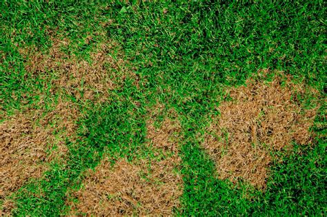How To Treat Brown Patch Fungus In Your Lawn