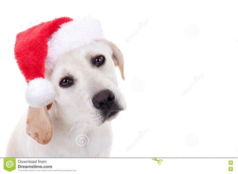 Christmas Xmas Santa Hat Pet Animal Puppy Dog Stock Image Image Of