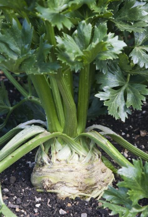 How To Grow Celery Plants Types Оf Celery Plants