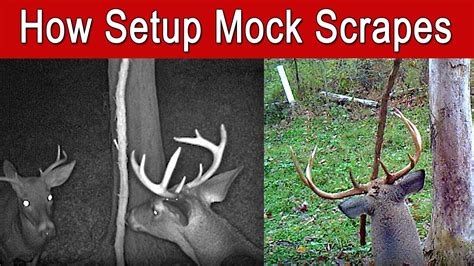 How To Make Mock Scrapes For Bucks And All Whitetail Deer Step By Step