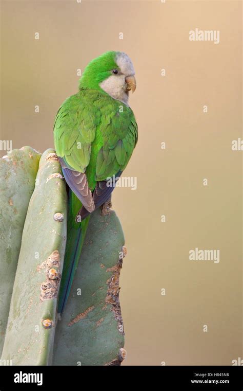 Cliff Parakeet Myiopsitta Luchsiatop Cactus Bolivia Stock Photo Alamy