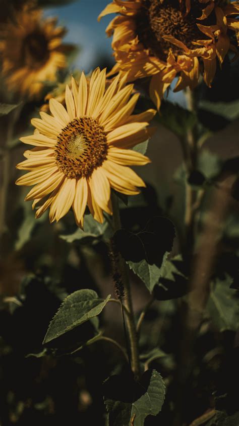 sunflowers on Tumblr