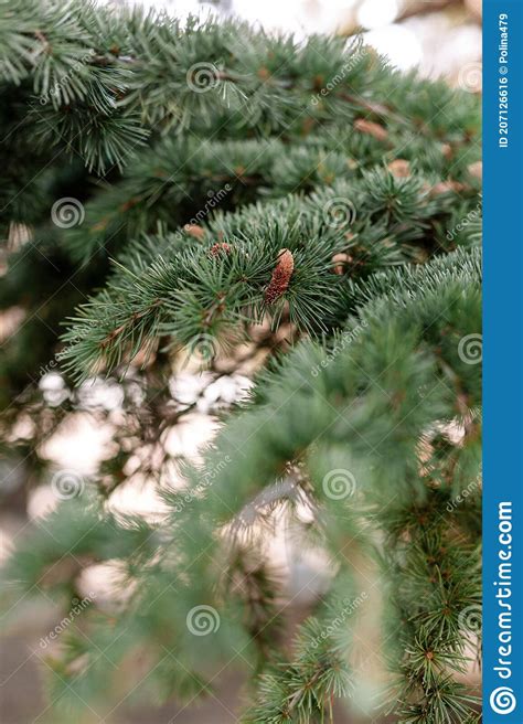 Spruce Pine Cedar Fir Fluffy Branches With Green Needles Prickles Close