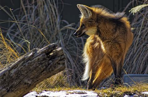 The Maned Wolf Wallpapers High Quality Download Free