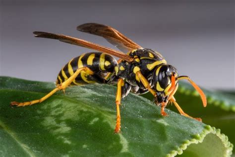 Why Do Yellow Jackets Come To Your Yard