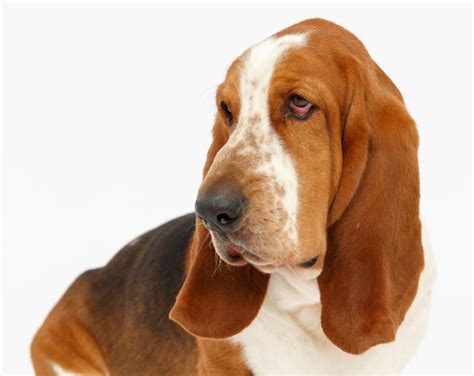 Basset Hound Dog Breed Information And Characteristics