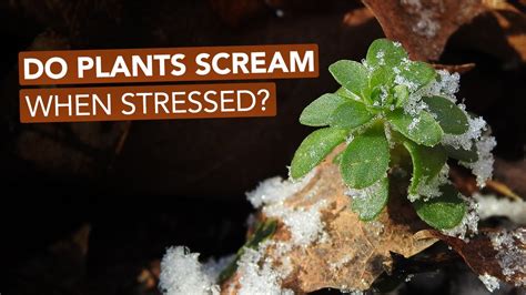 Do Plants Scream When Stressed Youtube