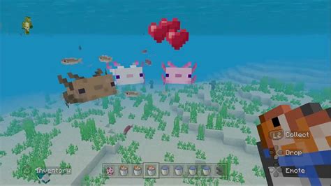 Minecraft How To Breed Axolotls Vgkami