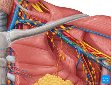 Thoracic Duct Location