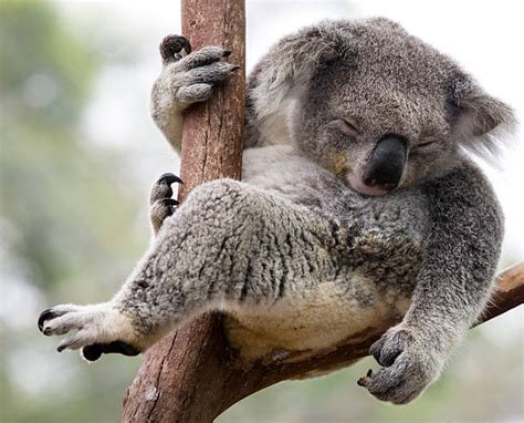 3700 Sleeping Koala Stock Photos Pictures And Royalty Free Images Istock