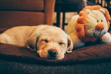 8 Best Calming Dog Beds For Anxiety Updated For 2023