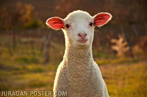 Download mp3 kambing biri biri gratis, ada 20 daftar lagu kambing biri biri yang bisa anda download. Sheep - Jual Poster di Juragan Poster