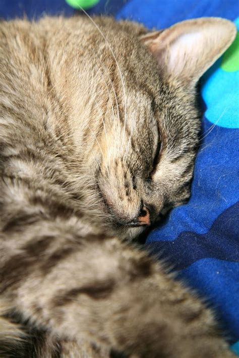 Sleeping Grey Cat Stock Photo Image Of Bedding Feet 7221444