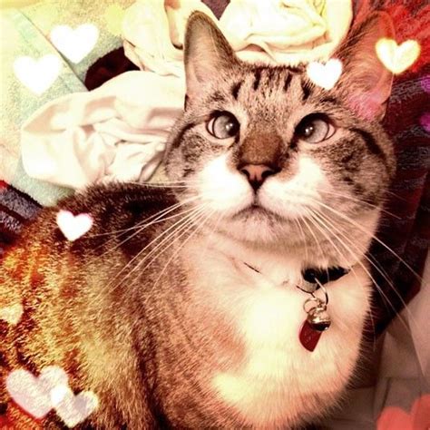 ♥♥ Telegraph Spangles The Cross Eyed Cat Becomes A Facebook Star Cute