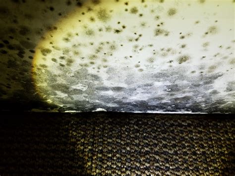 Indoor Mold Detection A Closer Look Funguy Mold Inspections