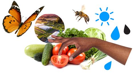 D Sustainable Food Systems And Healthy Nutrition Autumn