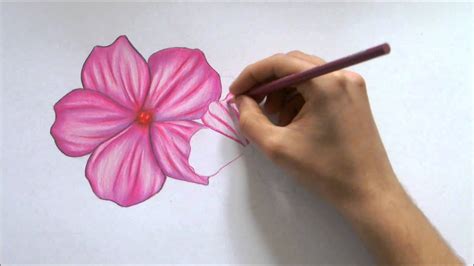 How To Draw A Flower Color Pencil Drawing Youtube