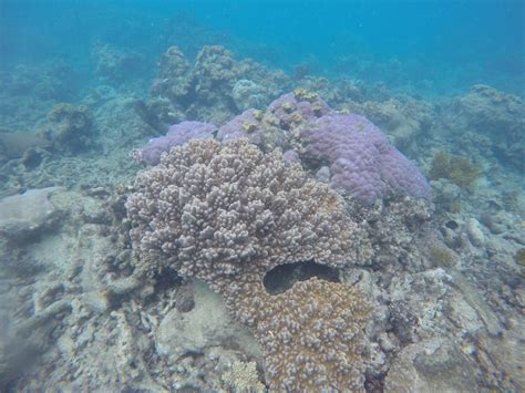 Nasa Begins Study Of Australias Great Barrier Reef
