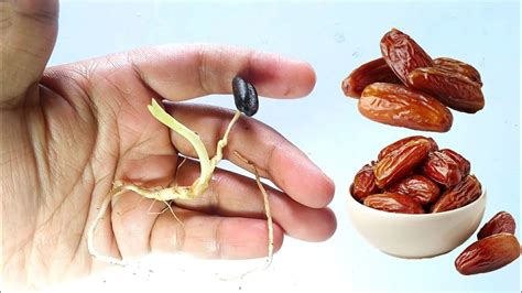How To Grow Date Palm From Seeds Date Palm Germination Process Youtube