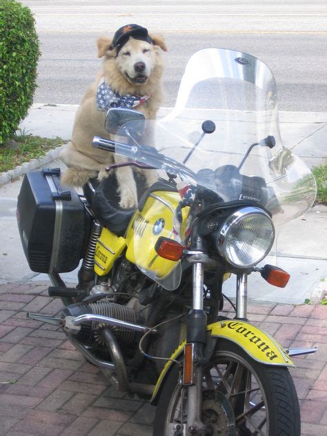24 Dogs Riding Motorcycles Ideas Dogs Riding Motorcycle Biker Dog