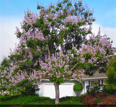 Royal Empress Paulownia Tree 50 Seeds Etsy