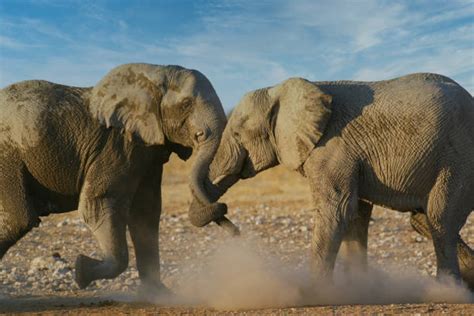 70 African Elephants With Trunks Intertwined Fotografías De Stock Fotos E Imágenes Libres De