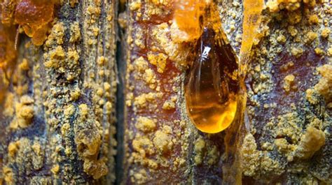 7 Survival Uses Of Pine Resin You Need To Know Survival Life