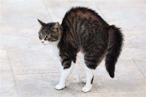 What Does It Mean When A Cats Tail Fluffed Up