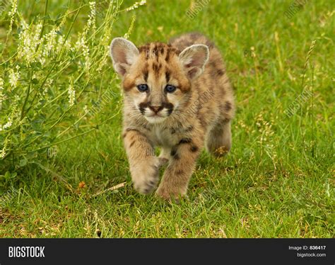 Baby Mountain Lion Image And Photo Bigstock