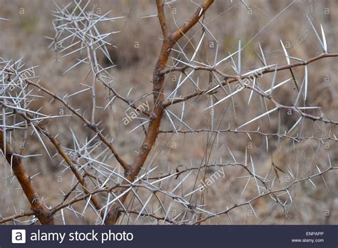 African Thorn Tree Stock Photos And African Thorn Tree Stock