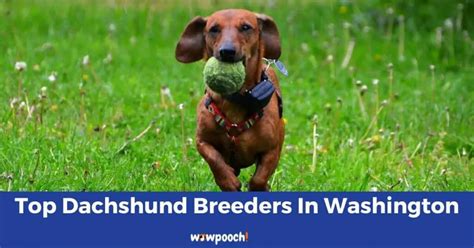Top 6 Best Dachshund Breeders In Washington Wa State 2022 Wowpooch