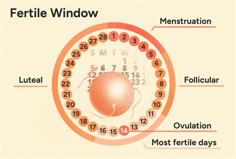 Ovulation Calculator Track Your Fertile Days