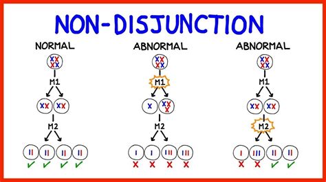 Nondisjunction In Mitosis