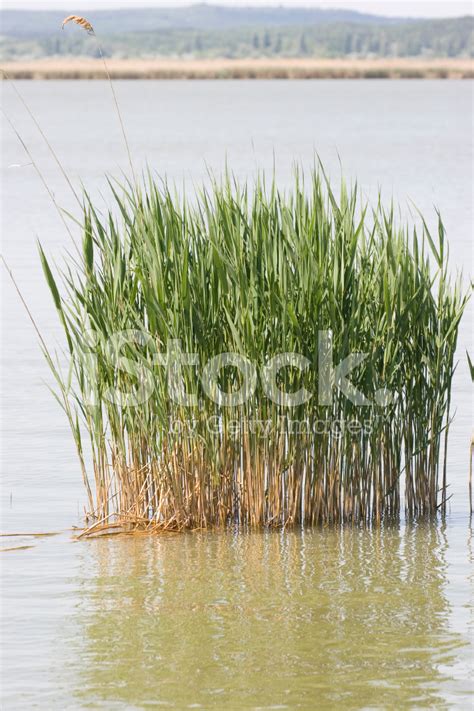 Reed Stock Photo Royalty Free Freeimages