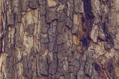 Brown Tree Bark Free Stock Photo Public Domain Pictures