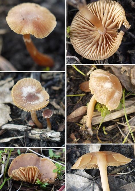 Scurfy Twiglet The Mushroom Diary Uk Wild Mushroom Hunting Blog